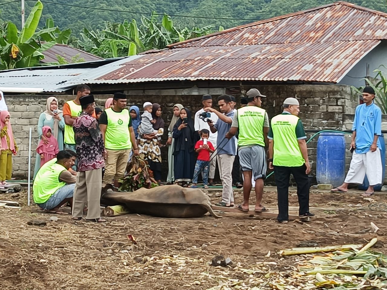 Sekitar 200 Ekor Hewan Yang Di Kurbankan Di Kota Tidore Kepulauan Pada Idul Adha 2024