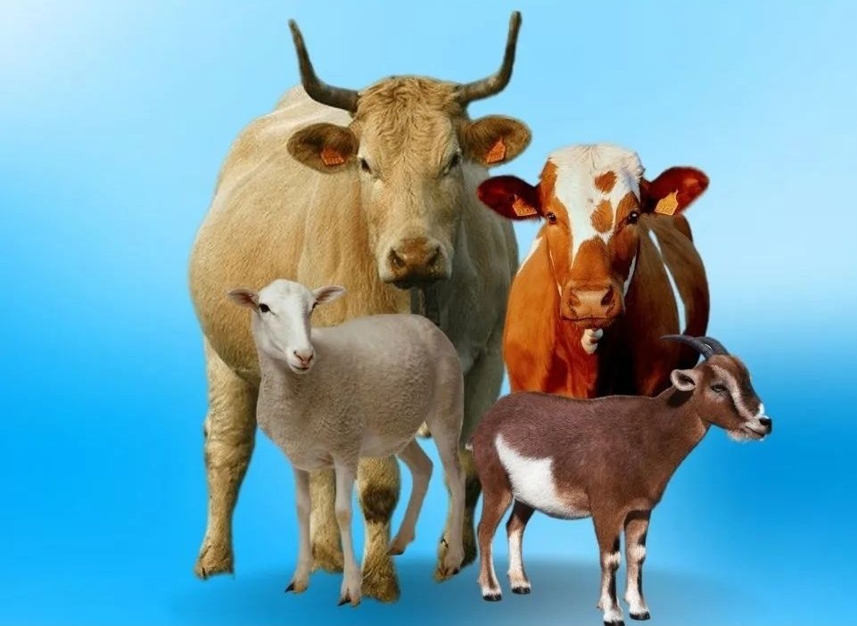 Hewan Qurban Dari Pemkot Seluruhnya Sudah Tersalurkan
