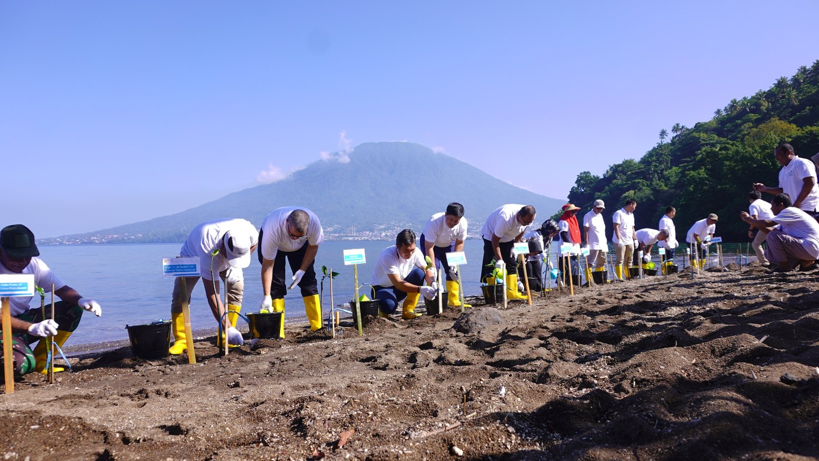Peringati Hari Mangrove Sedunia, Sekda Tidore Hadiri Penanaman Pohon Mangrove Yang Digagas PLN
