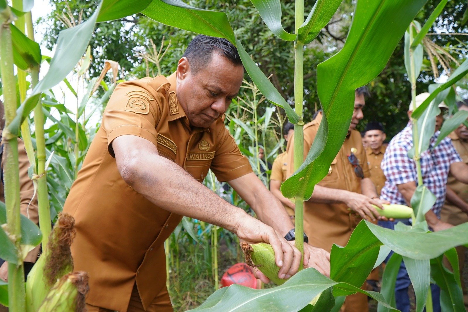 Hadiri Panen Jagung Kelompok Tani Garolaha, Wali Kota dan Wakil Wali Kota Tidore Beri Kepastian Pasar untuk Hasil Pertanian