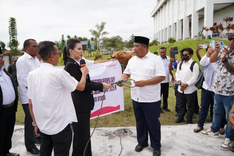 Sherly Tjoanda Resmi Salurkan 11 Ekor Sapi Hewan Qurban Bantuan Presiden