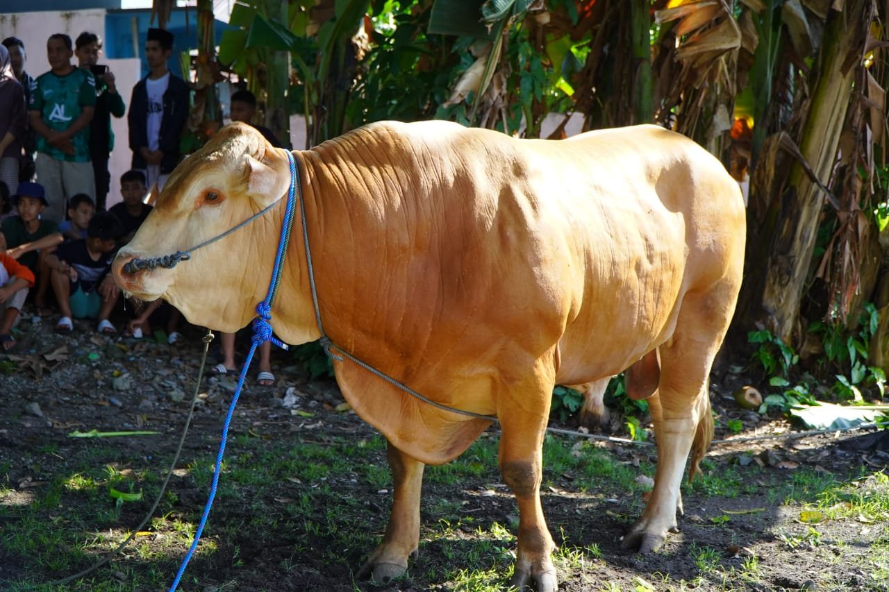Pemkot Tidore Kepulauan Mendapatkan Bantuan Hewan Qurban Dari Presiden RI