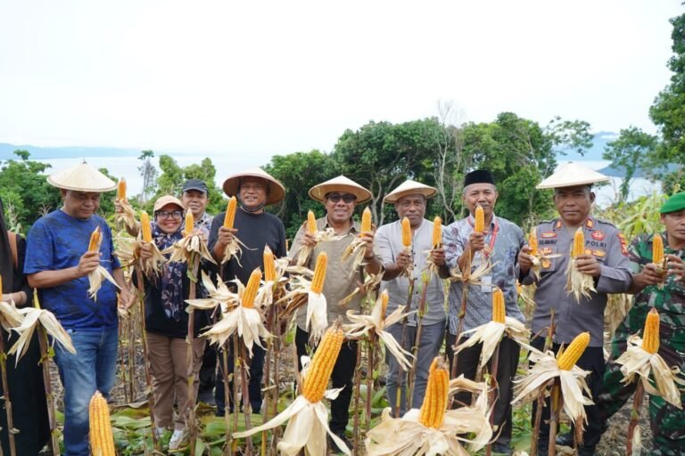 Mendukung Ketahanan Nasional, Kelompok Tani Pelopor Gurabati Gelar Panen Raya Jagung